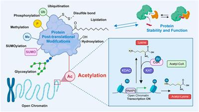 Dysregulation of lysine acetylation in the pathogenesis of digestive tract cancers and its clinical applications